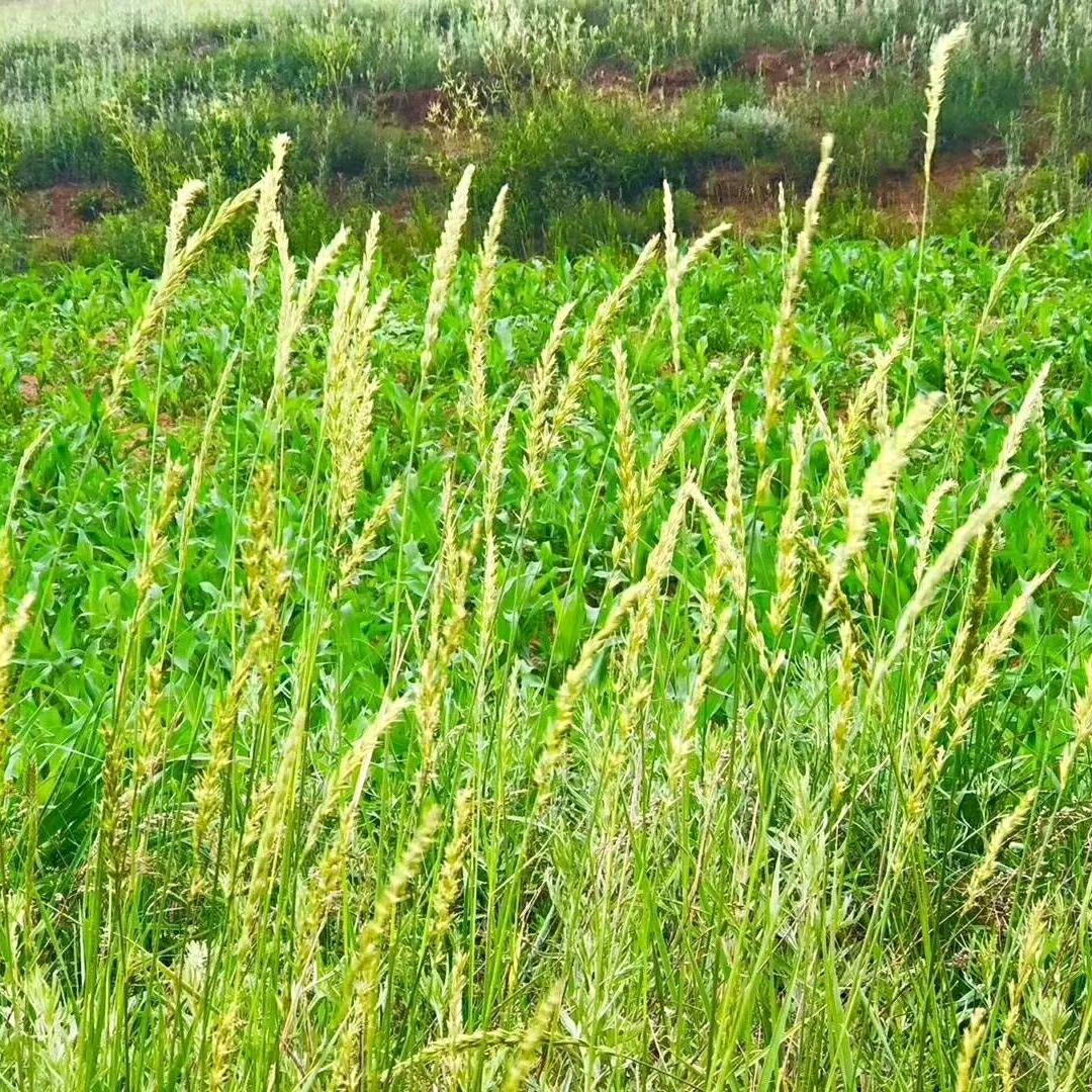 草原天路山外山农家驿站