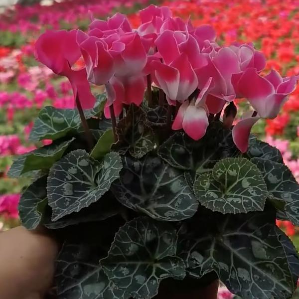 渤澳种植