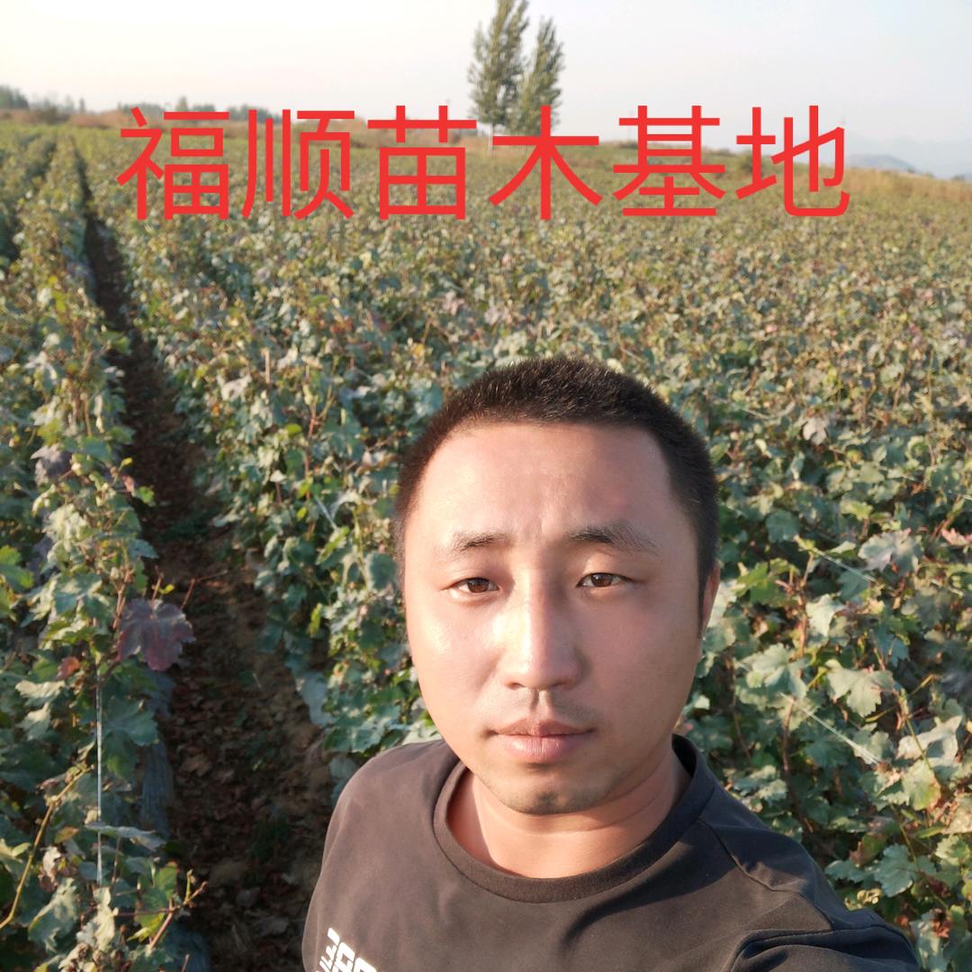 福顺葡萄苗木基地