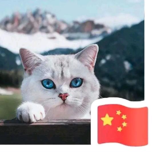 猫来九天