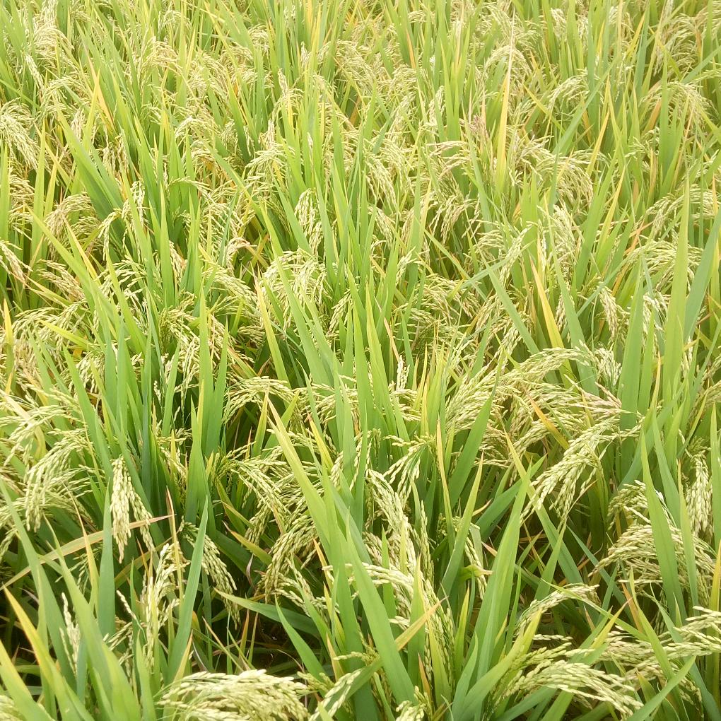 小看好物