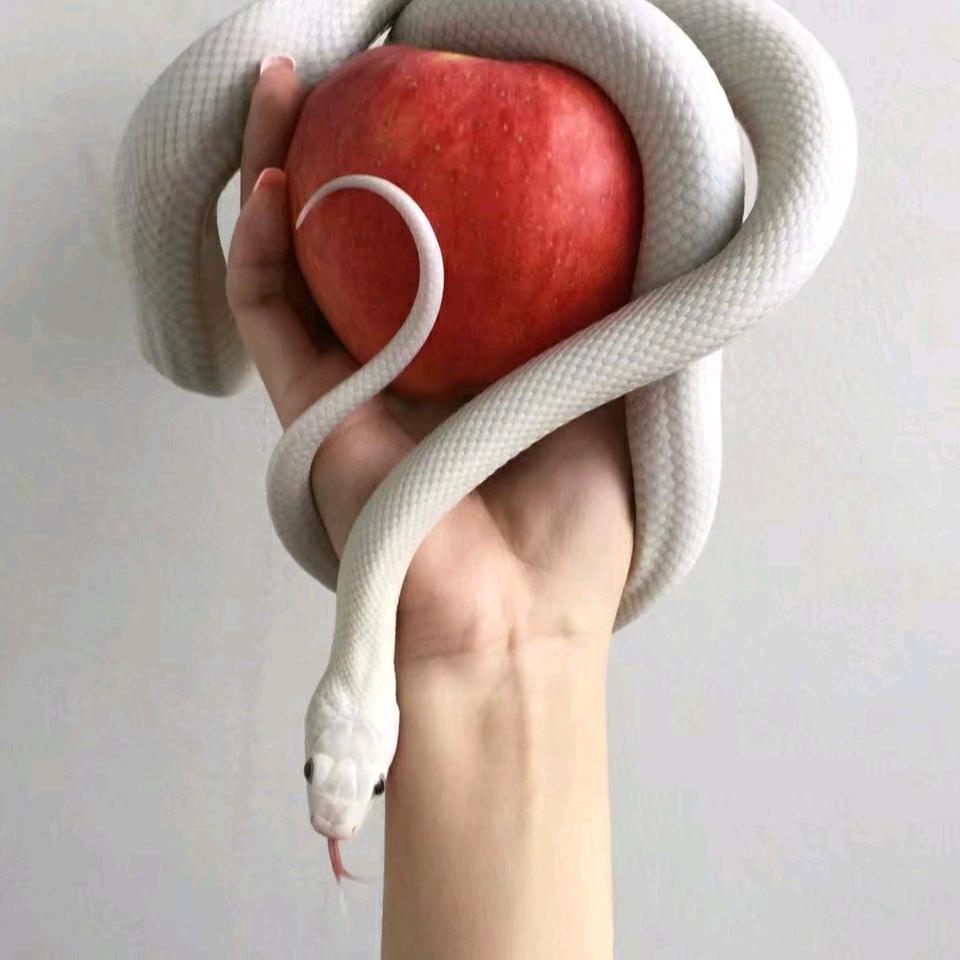 「愚者」