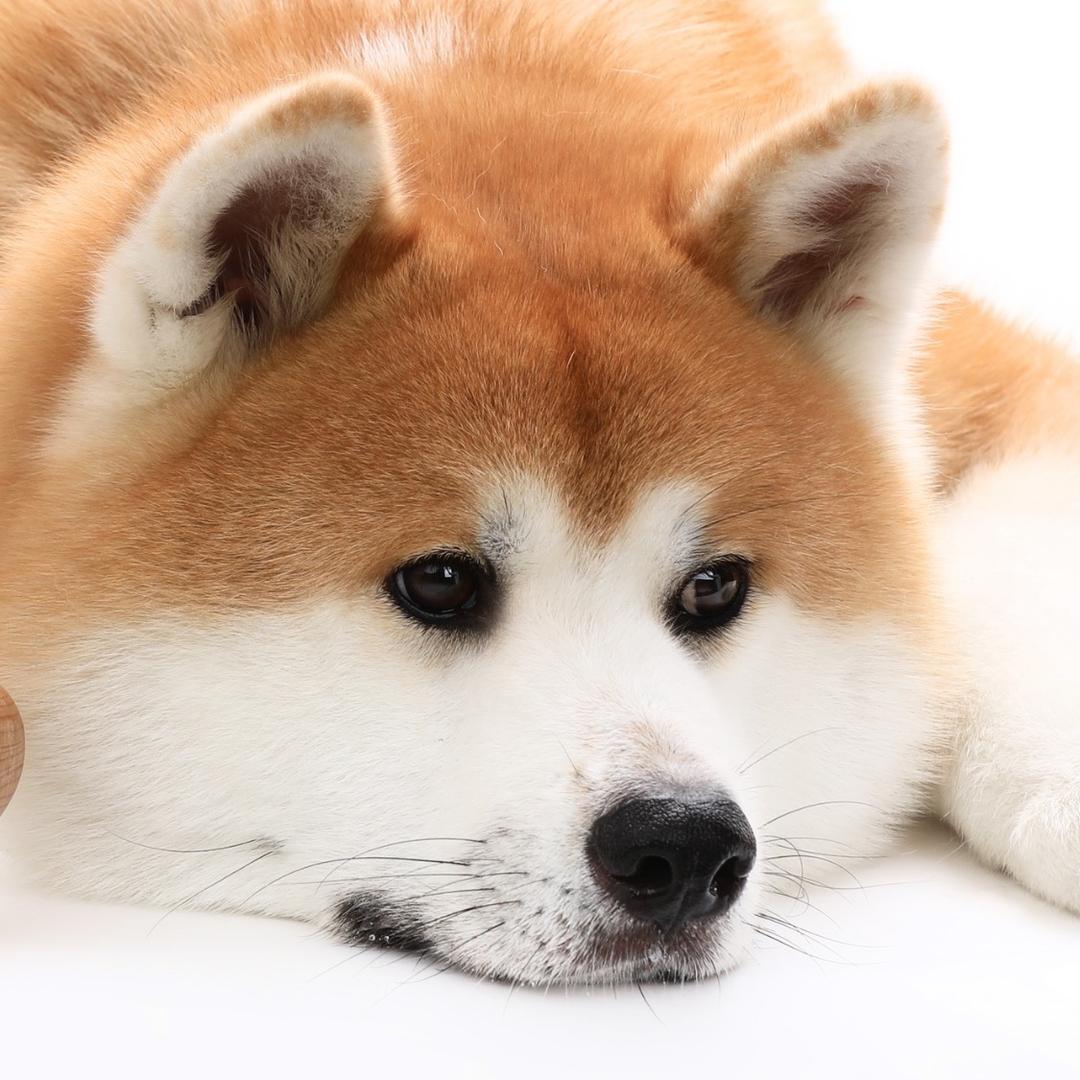哈奇妈