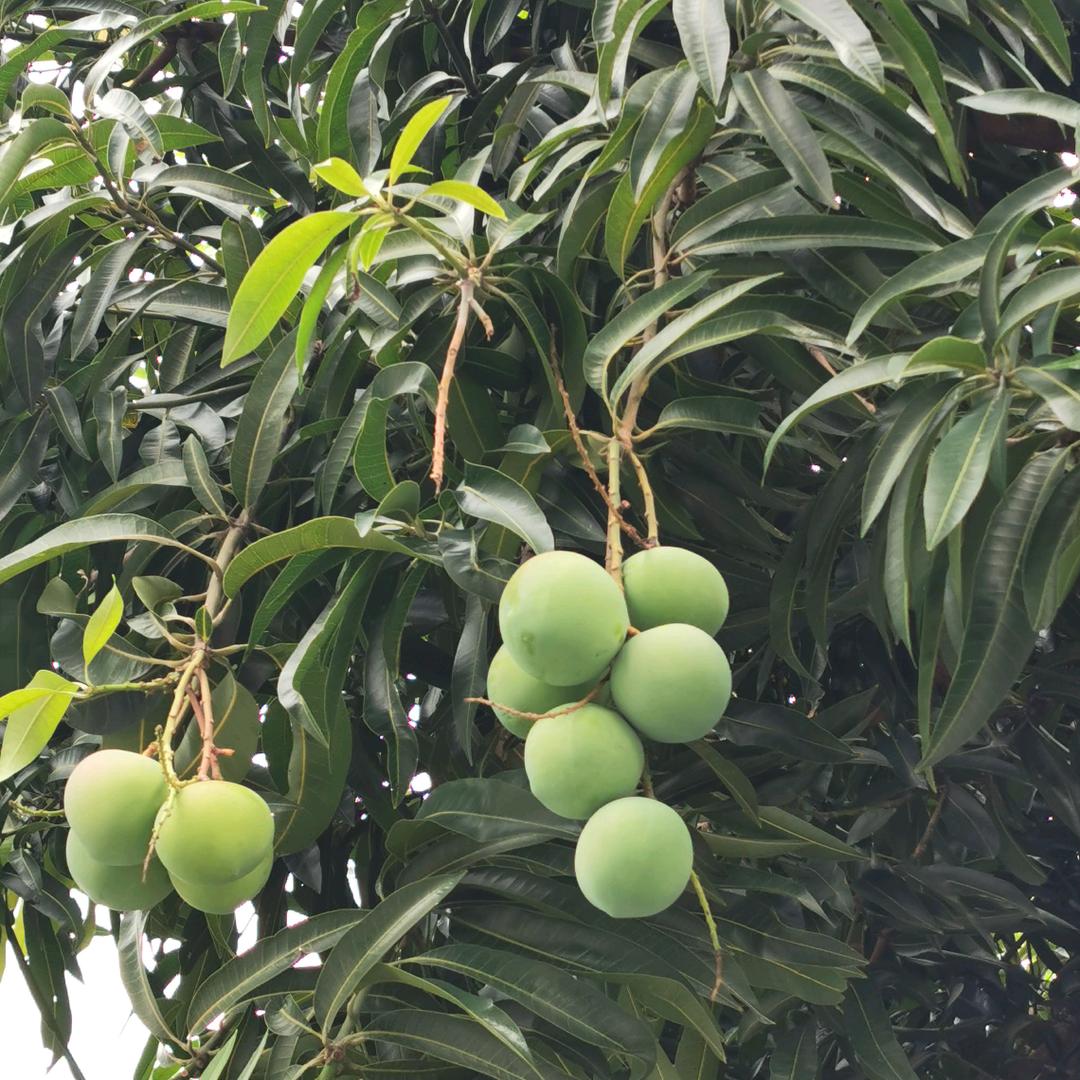 红苹菓