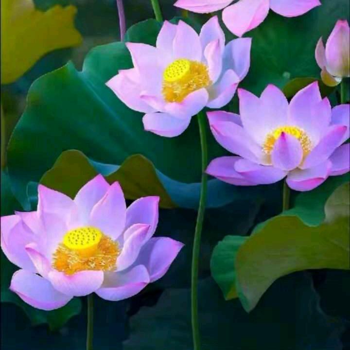 小可耐