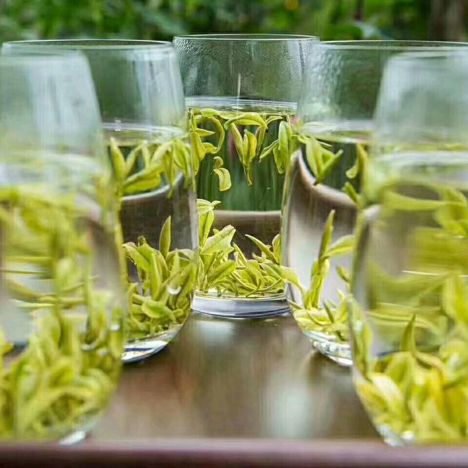 安吉白茶吉吉茶叶