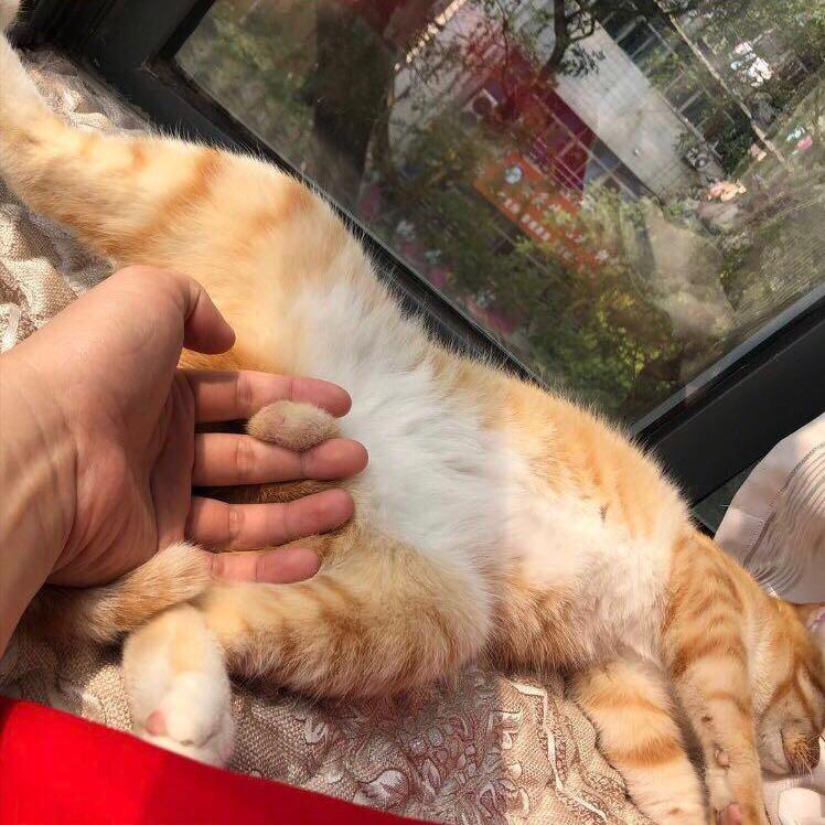 笼里鸡