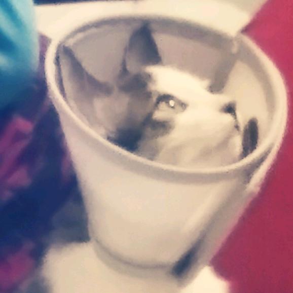 猫猫续命