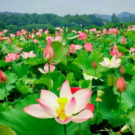 幸福像花一样（拒绝私聊）