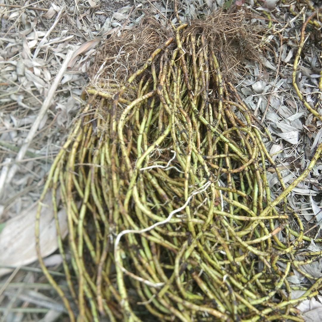 鲁州祥家庭农场