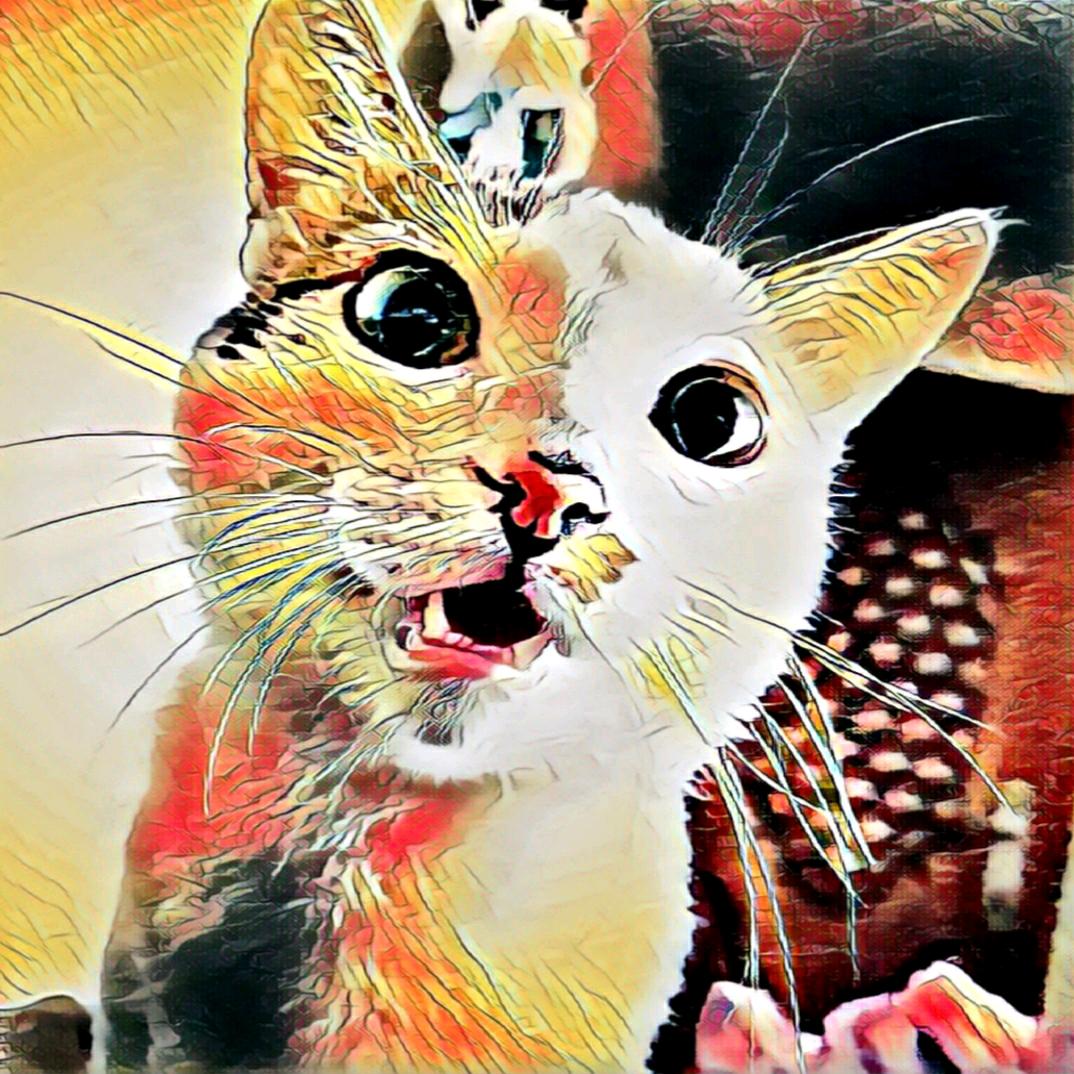 七仔大帅猫🐱