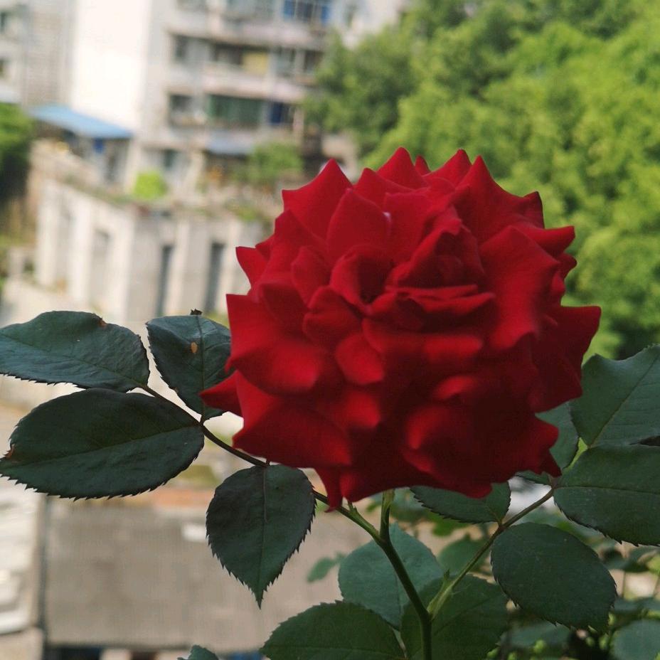 一直等爱的玫瑰