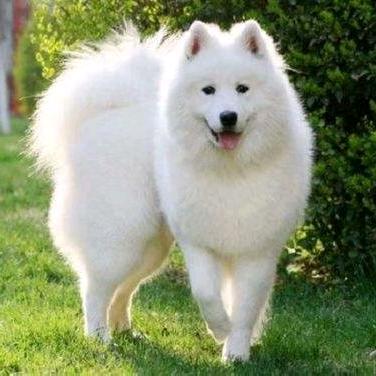 宠♛爱