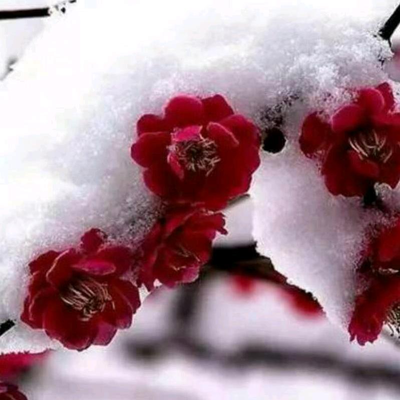 腊梅春雪