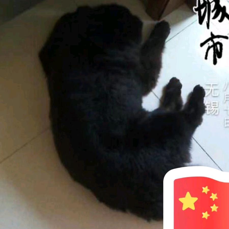 旺仔和蛋卷的麻麻
