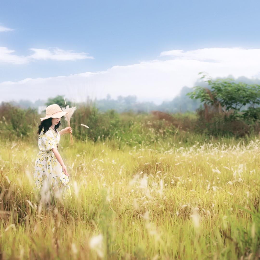 鸢尾花