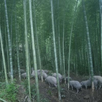 原生太生猪放养，欢迎前来订购