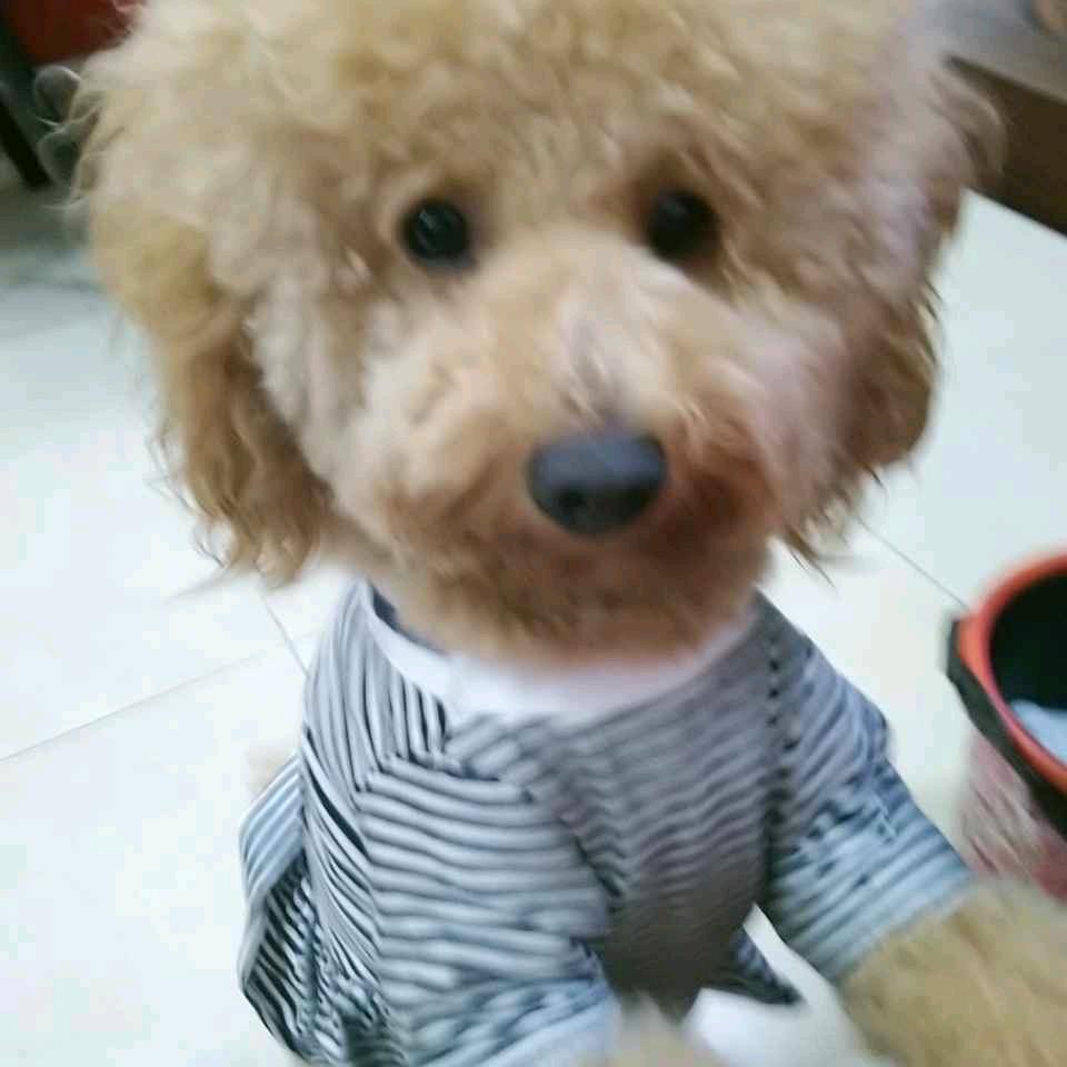 毛毛和妞妞爱