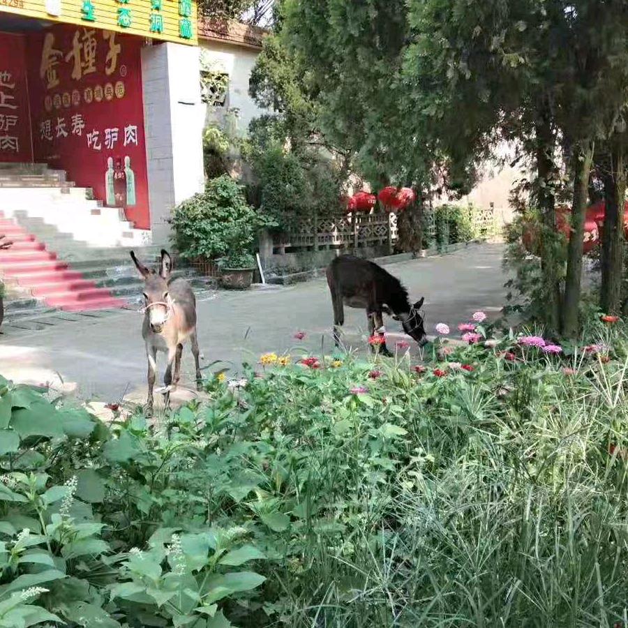 天山驴肉馆