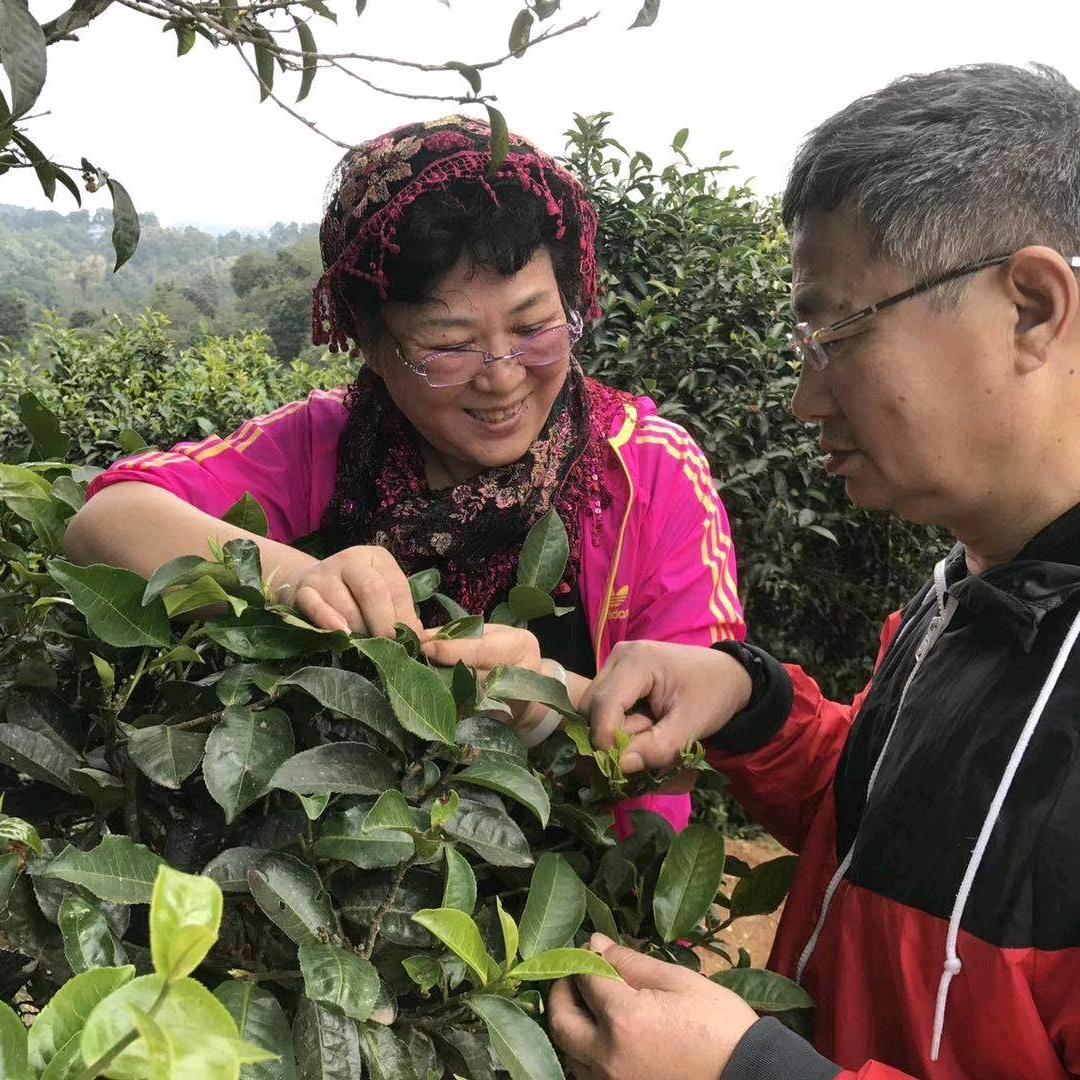 双伊林古树普洱茶