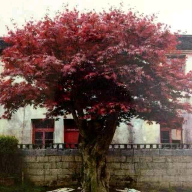 雅森盆景园艺