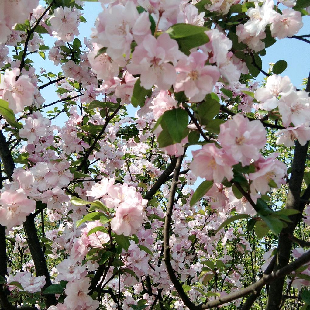 浅浅（萤火突击）