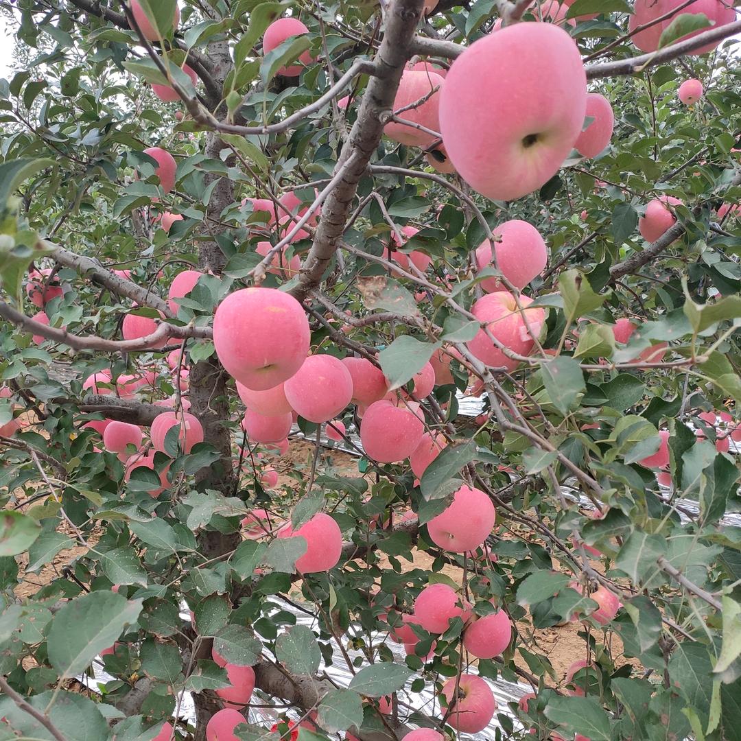 我是胖哥