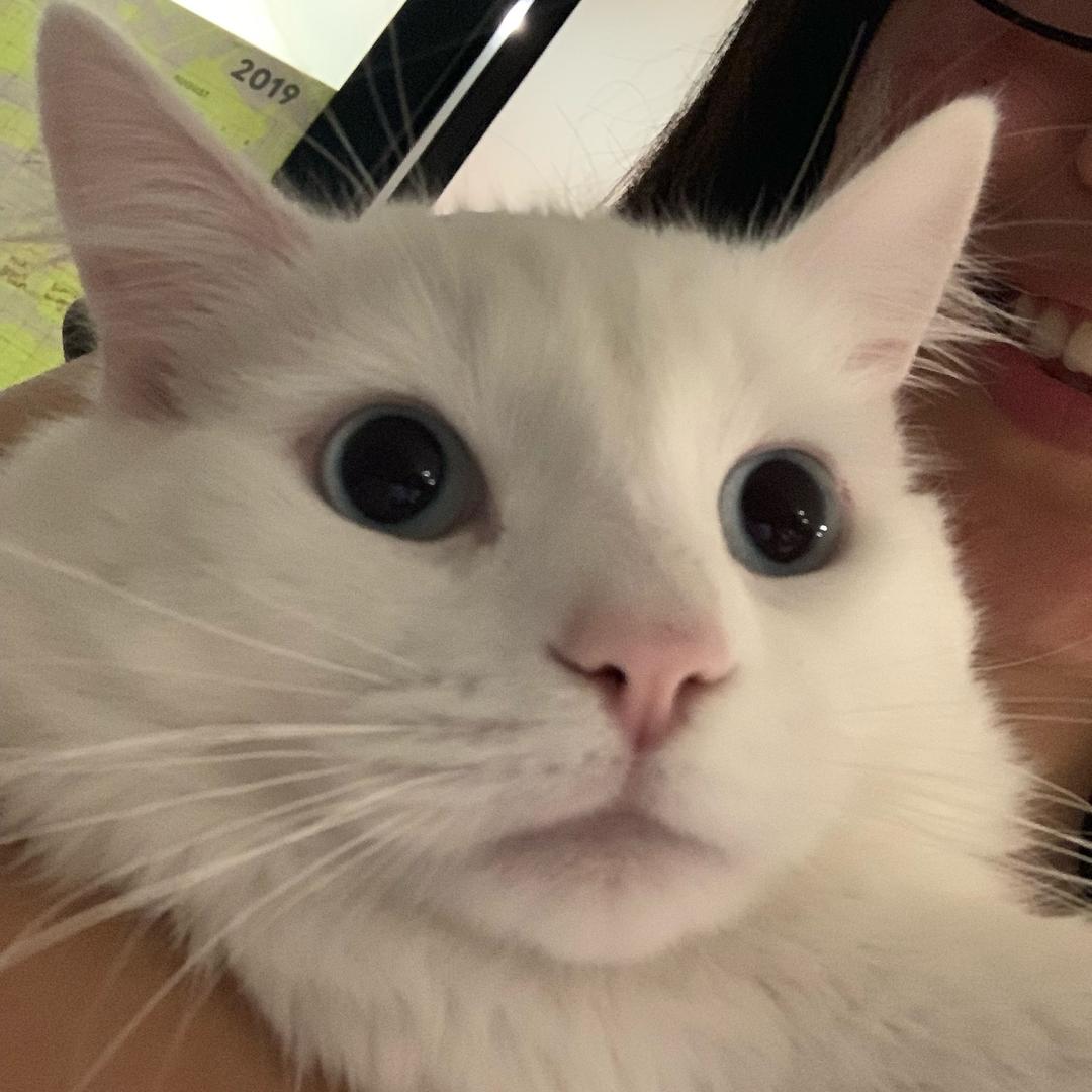 清醒的地瓜（民生爷爷起名版👈）