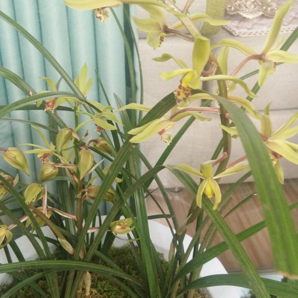 平安