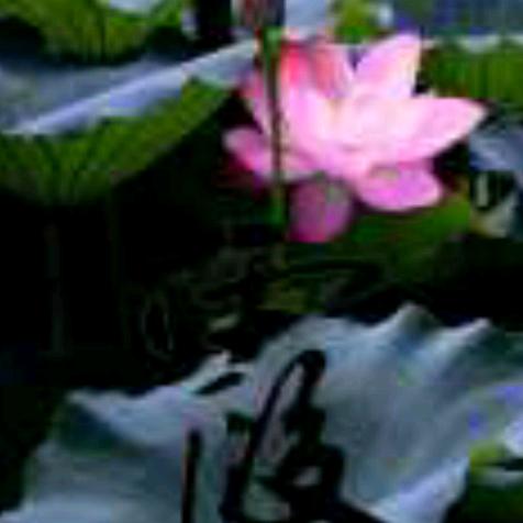 水中花