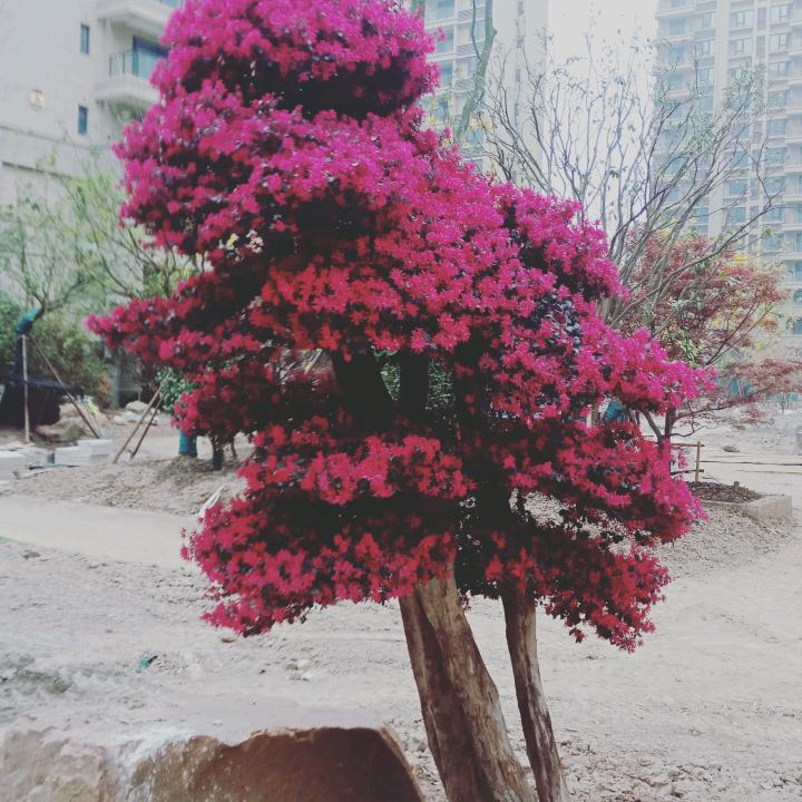 东山再起