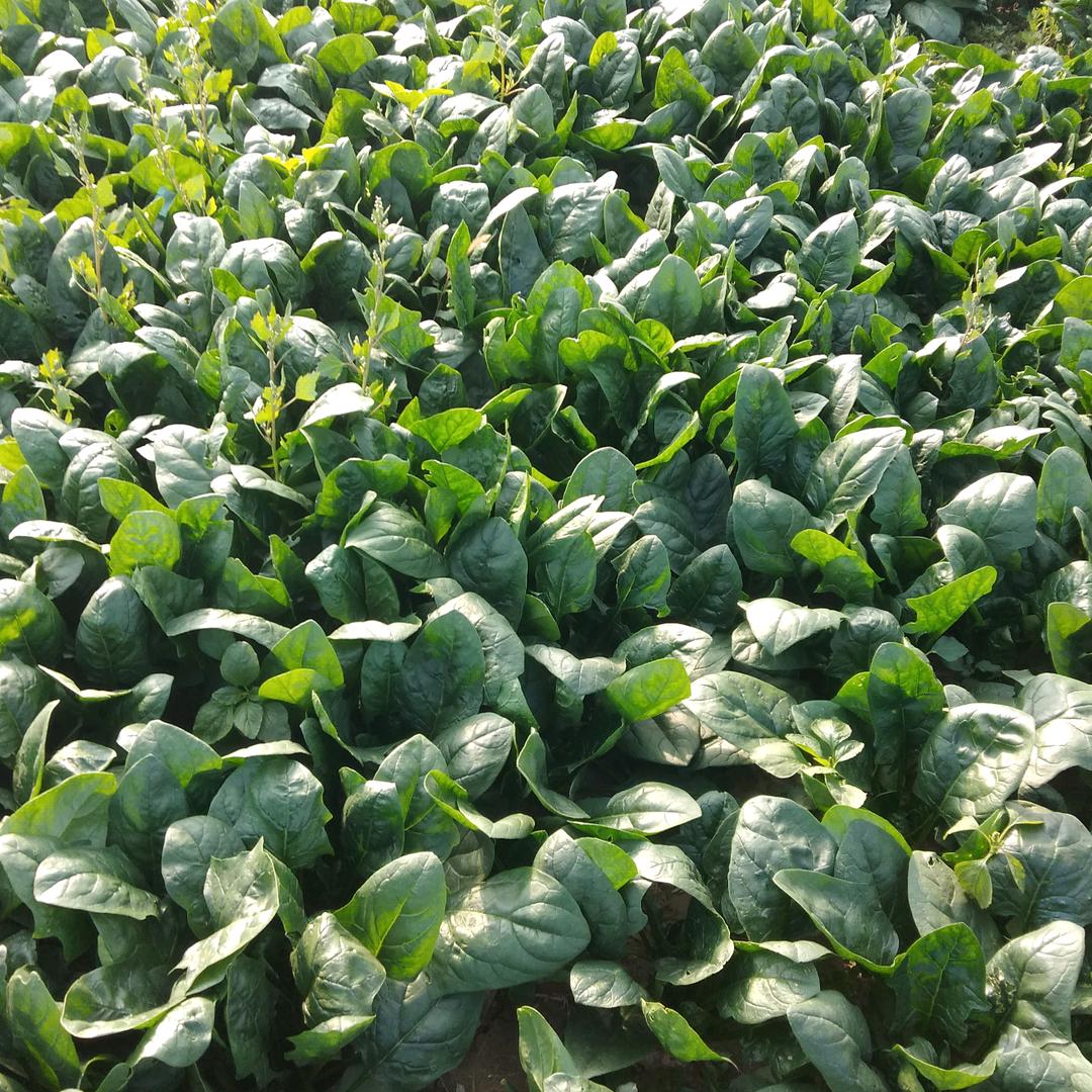 无籽西瓜种植基地