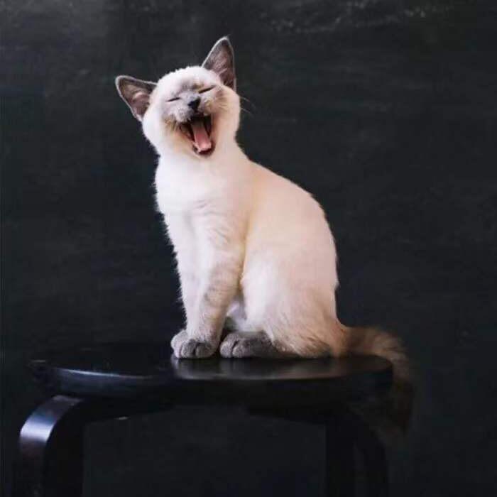 奶茶喝¹口𖠚ᐝ