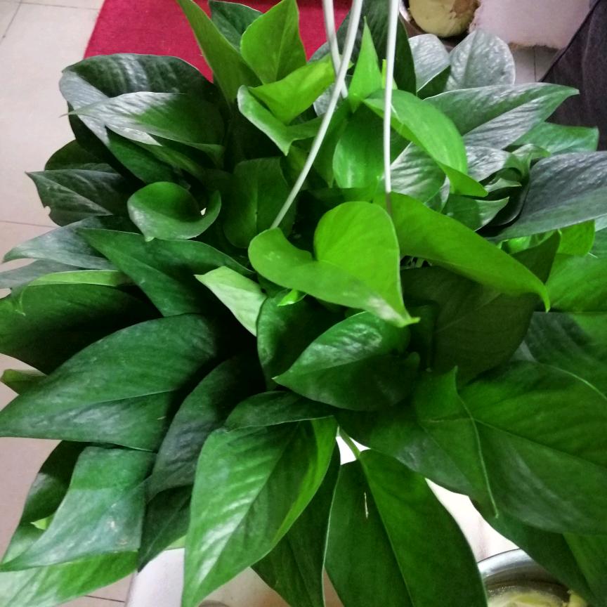 幸福—家人(金)