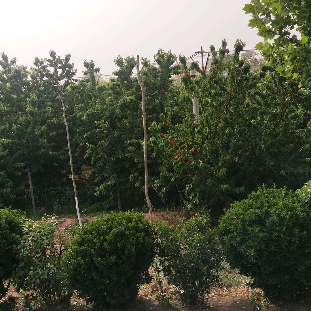 青春无悔