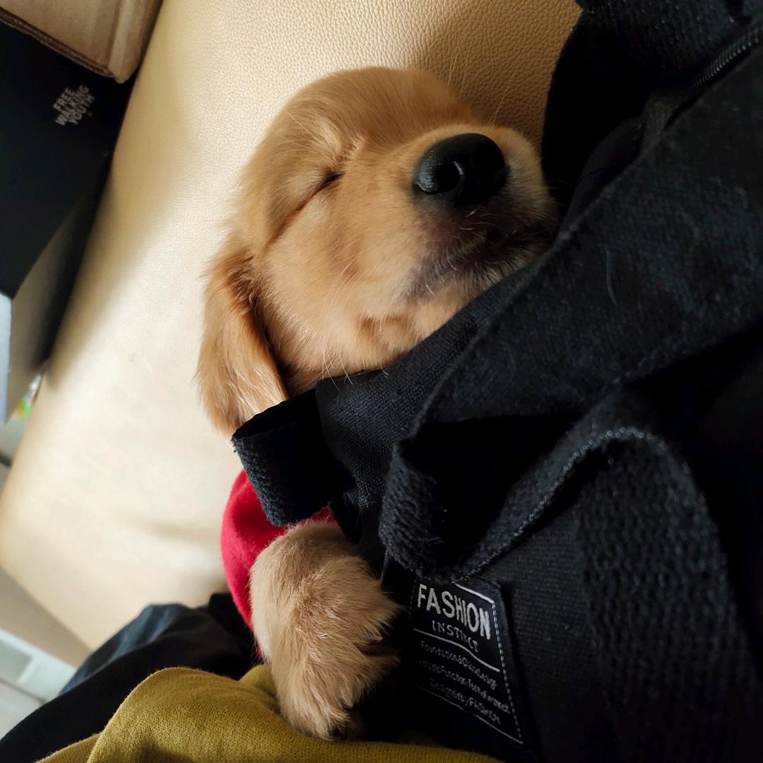 🐶🐶苏苏