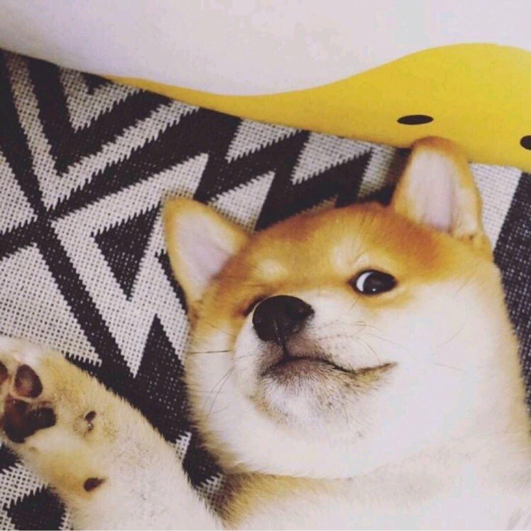 开飞机的舒克