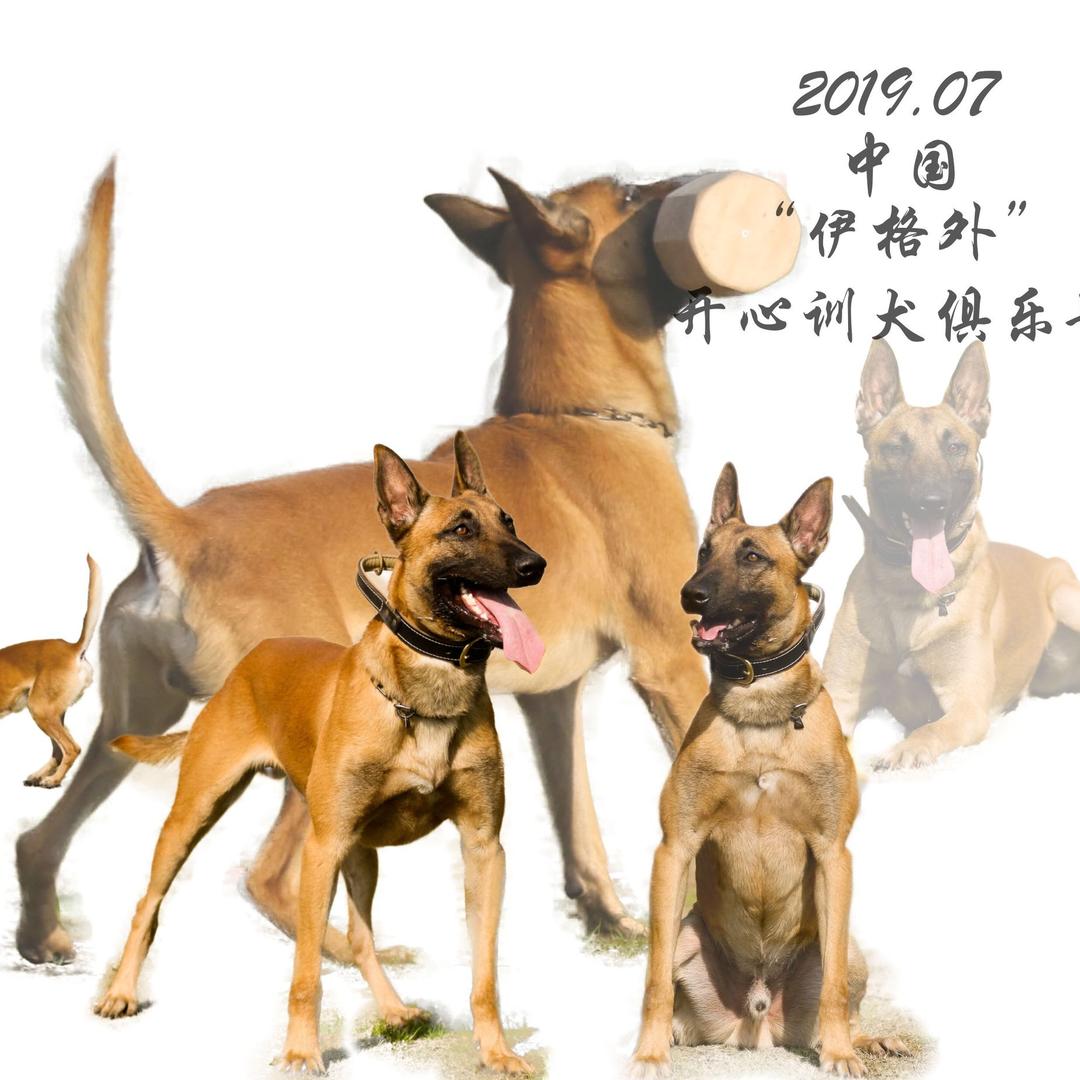 开心训犬学校（阿福）