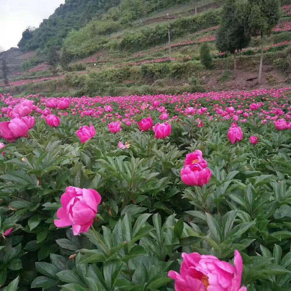 彦飞中药材种植专业合作社