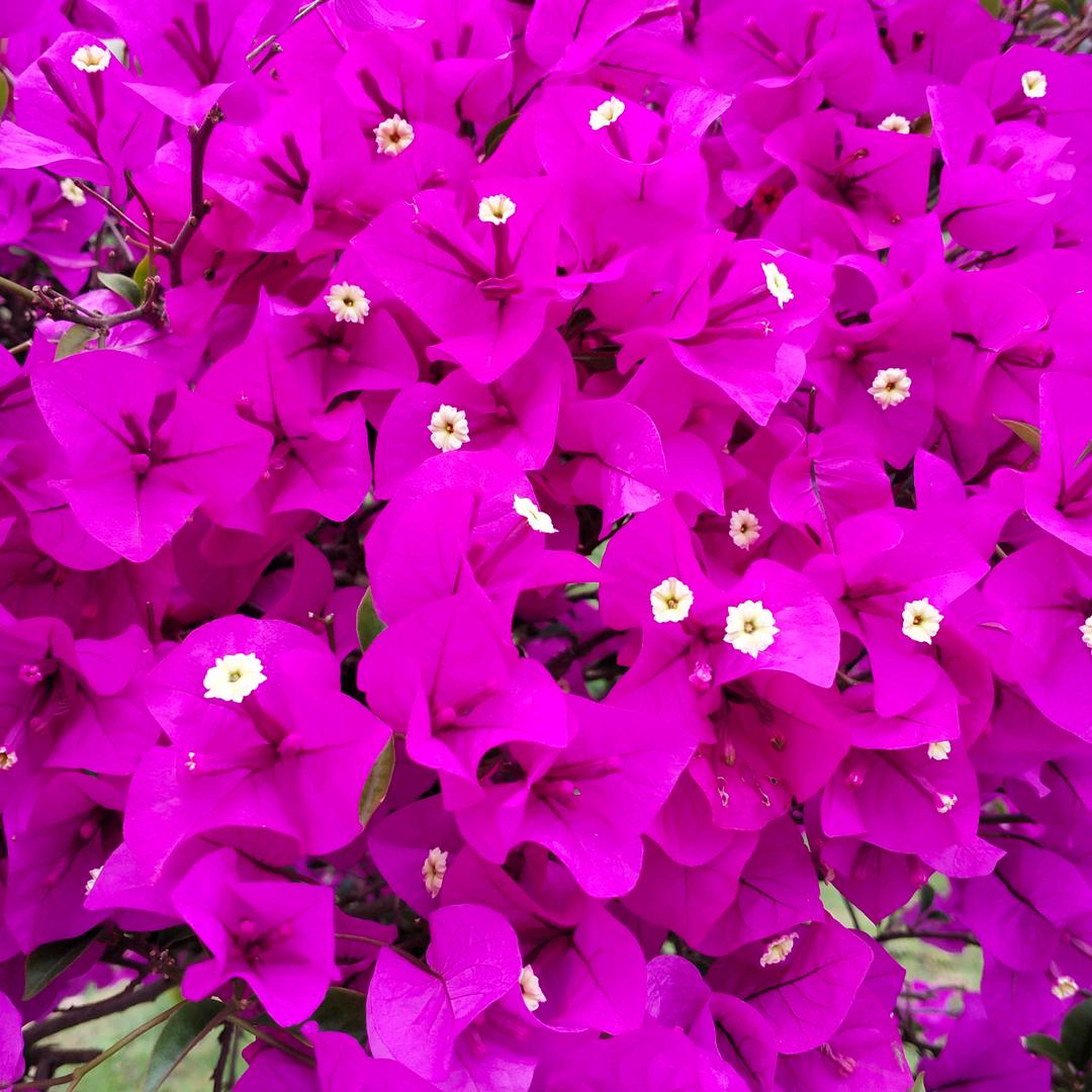 💞🌺称心✨如意🌸💞