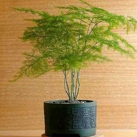 两个宝