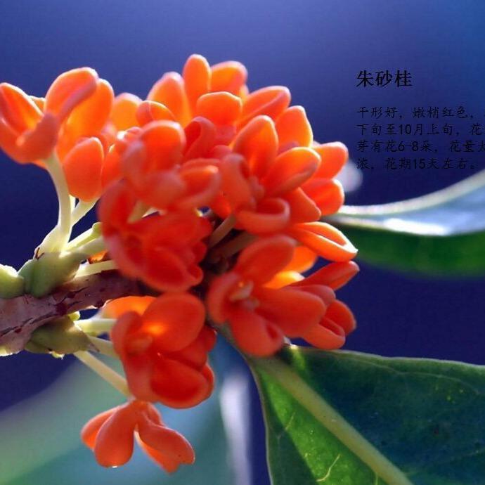 辉笑园艺