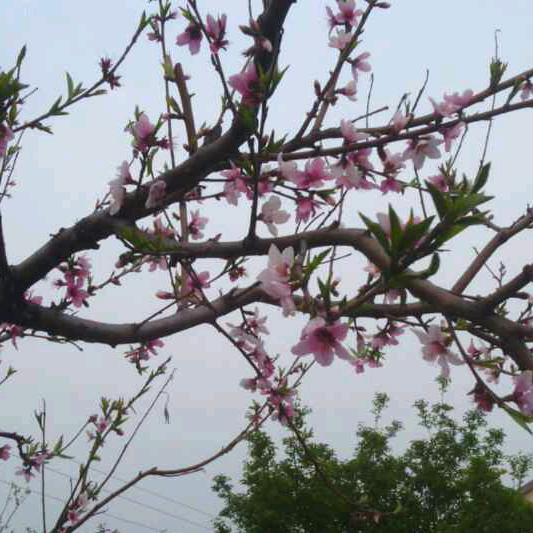 就着包子喝碗酒