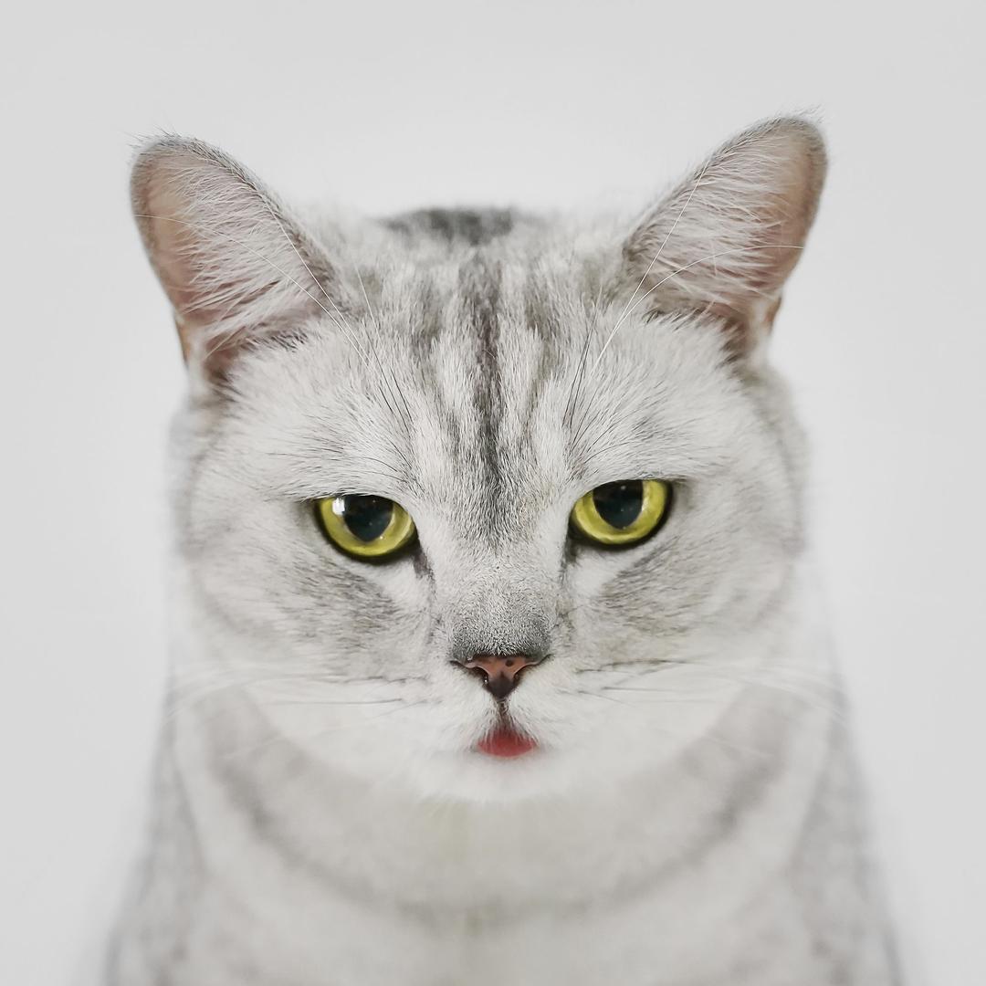 五阿哥的铲屎官@抖音