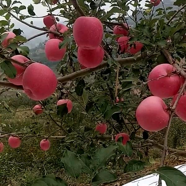 店小二收荏