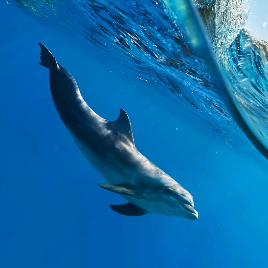 番薯（无畏契约）