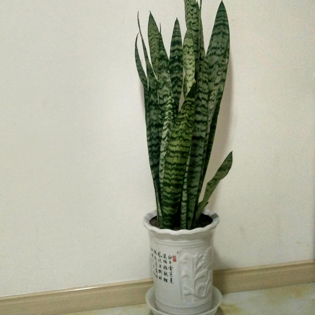 自由的飞翔