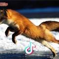 北京水兵舞🦊狐狸