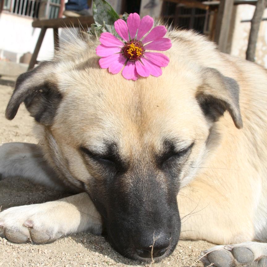 徐老汪和她的流浪师