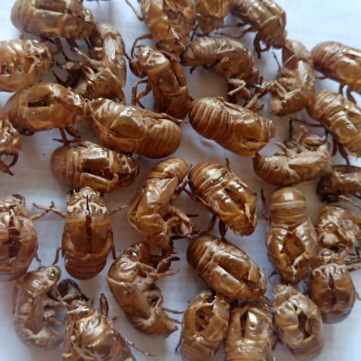 蝉蜕、蜂房大货